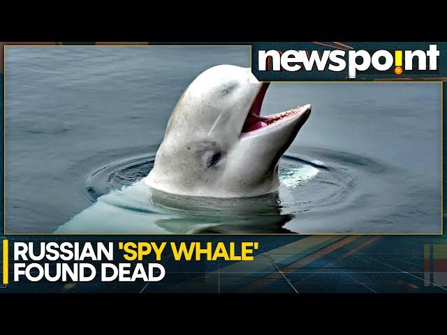 Russian Spy Whale 'Hvaldimir' found dead in Norway, says reports | WION Newspoint