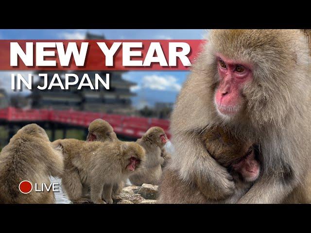 Monkeys, Mountains and Castles on New Year in Japan (live)