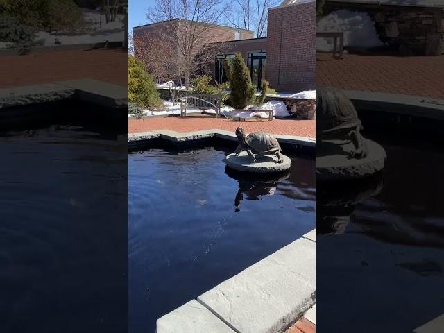 Turtle spitting contest