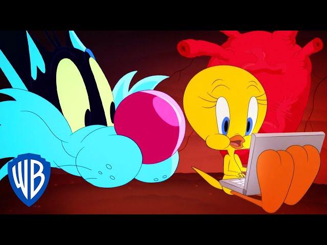 Looney Tunes po polsku  | Nowy dom kanarka Tweety | WB Kids