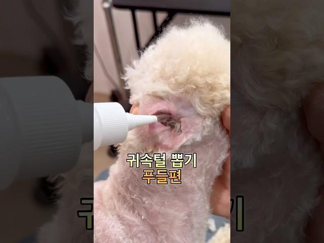 #shorts #dogshorts #강아지미용 #강아지귀청소 #푸들 #poodle