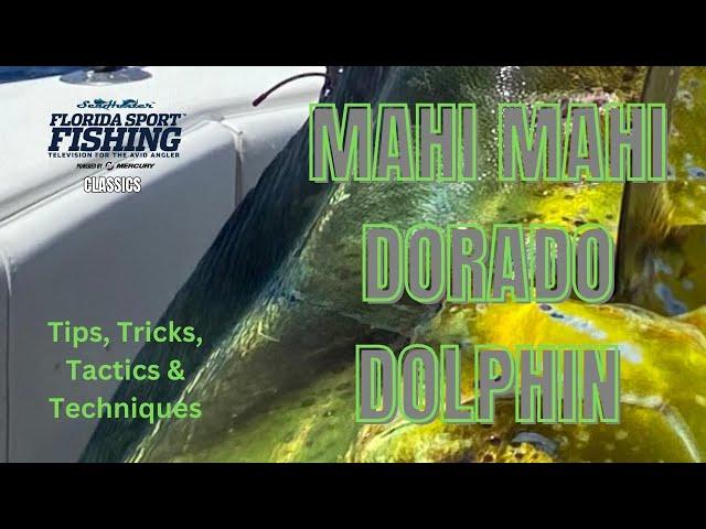 Mahi mahi dorado dolphin 2024 | mahi mahi dolphin fish | Dolphin Fish | Dorado fish | FSFTV