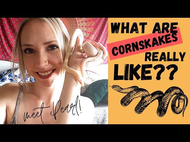 What are CORN SNAKES REALLY LIKE? My first impressions of Pearl the SNOW CORN