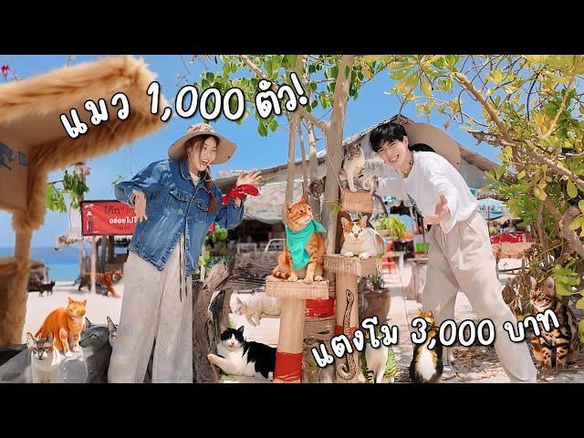 สร้างคอนโดแมวยักษ์ บนเกาะแมว 1,000 ตัว (น้ำแตงโม 3,000 บาท!)