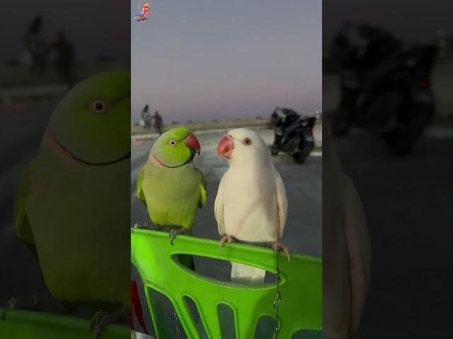 Funny parrots  #funny #pets #parrot