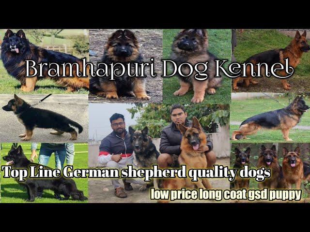 Bramhapuri dog kennel  || German Shepherd top line dogs  || low price puppy || @ashishpetsworld