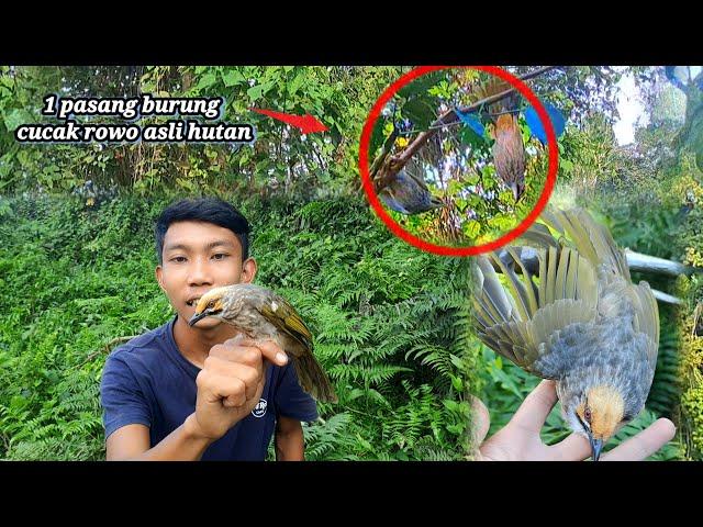 Niat nya mancing malam ketemu burung sultan/burung cucak rowo asli hutan