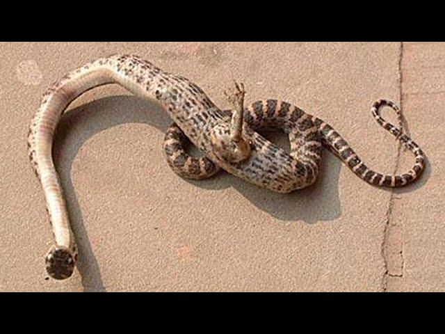 Snakes with Legs Found: Shocking truth Unveiled