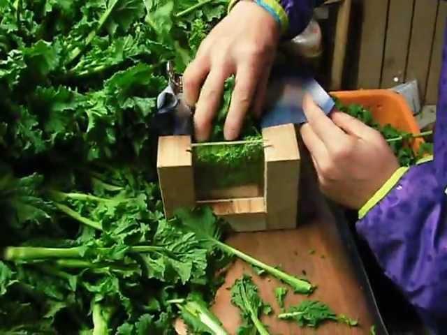 菜の花の出荷作業（束にする）