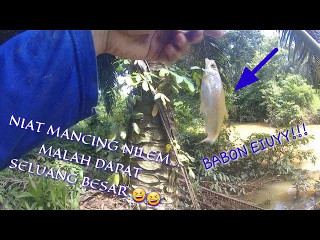 IKAN BESAR !!! Seluang BESAR !!! niat mancing Nilem malah dapat seluang besar E8