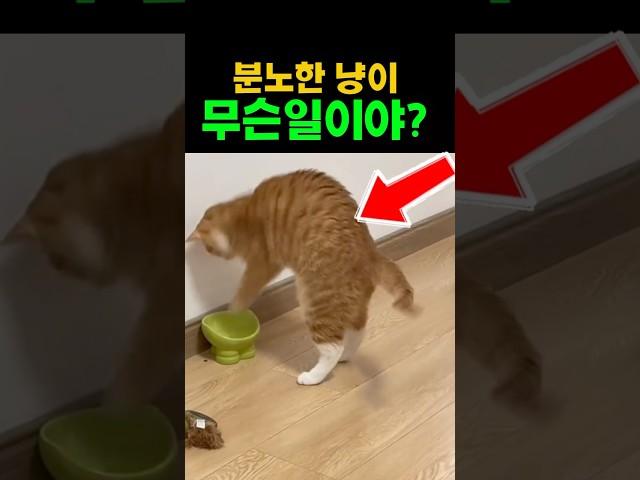 분노한 냥이! 무슨일이야??? #고양이 #고양이영상 #고양이브이로그 #재미있는 #웃긴영상 #유머 #cat #funny