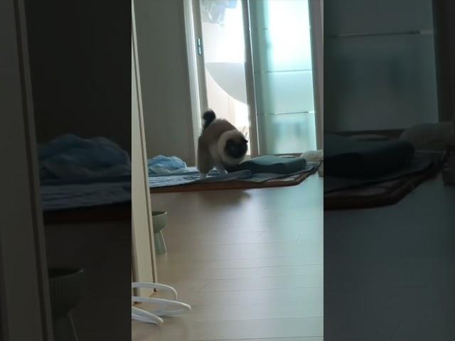 심통난 고양이 #고양이 #랙돌 #버만? #고양이일상 #cat #집사 #집사의하루