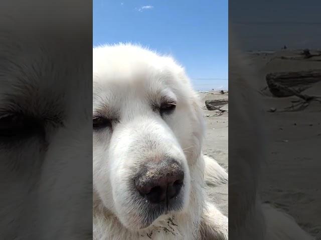 Can We Enjoy The Day, Without A Camera