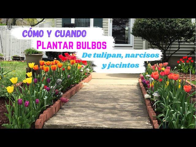 CÓMO y CUANDO plantar bulbos de TULIPAN | NARCISOS al suelo directo y en MACETA 