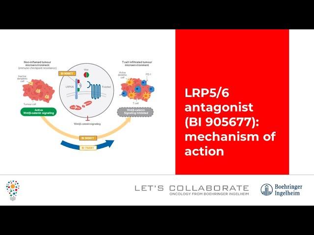 LRP5/6 antagonist (BI 905677): mechanism of action