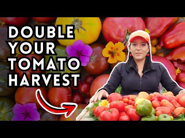 Tomato Fertilizer Secrets To Double Your Harvest - My Tomato Fertilizer Schedule