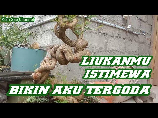 Liukan calon Bonsai Asem saraf yang menggoda