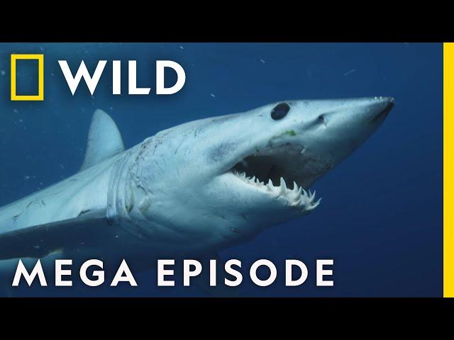 When Sharks Attack | Season 8 Mega Episodes Compilation | Nat Geo Wild