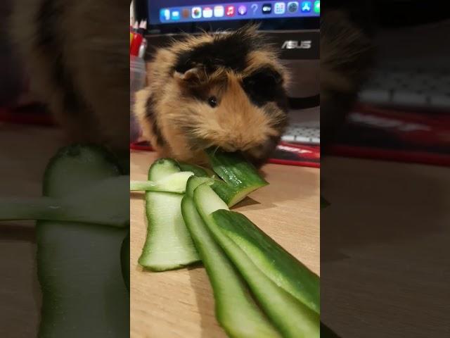 Эмма 156 Морская свинка  guinea pig