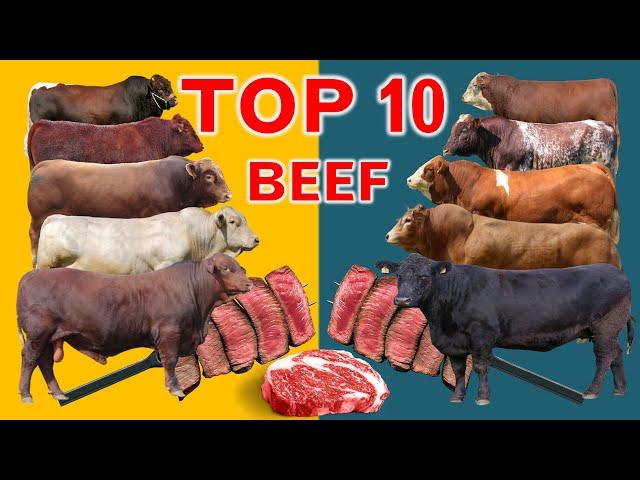 Top 10  Cattle Beef Breeds | Highest Average Daily Gain the World from Weaning to Yearling Age