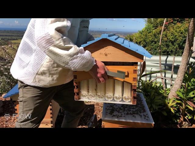 How to do a brood inspection - Flow Hive