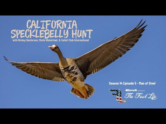 Big Decoy Spread and Good Shooting Makes for a Unreal California Specklebelly Goose Hunt