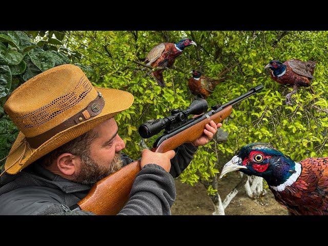 Pheasant Hunting and Cooking The Best Bird Meat! A Delicate and Very Tasty Dish