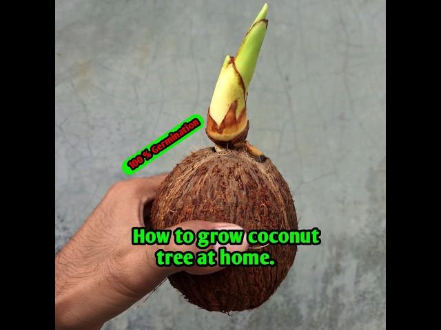 How to grow coconut tree at home #short #coconut #grow