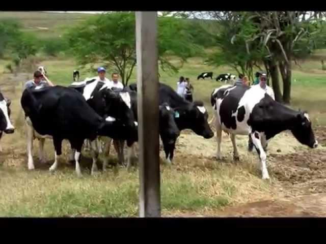 Cows selecting cactus at feeding