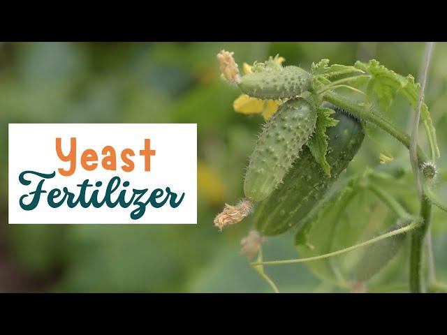 How to make a quick Fertlizer to boost the growth of your Cucumber Plants || yeast fertilizer