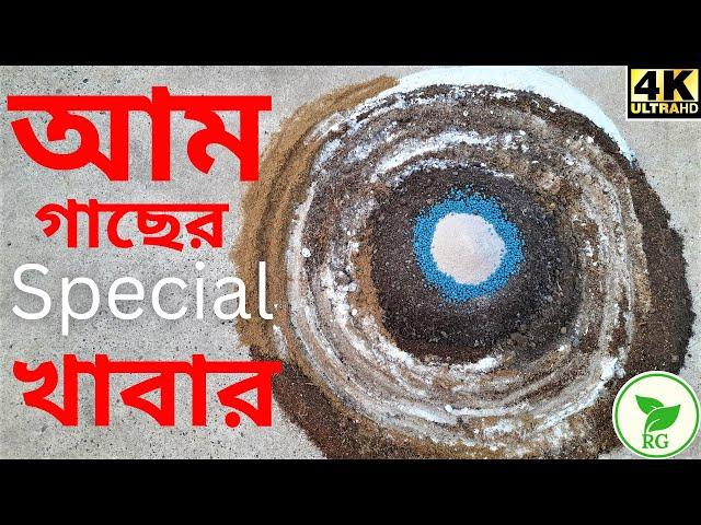 আম বড় ও মিষ্টি করতে দিতে হবে এই স্পেশাল খাবার | Special Fertilizer for Mango Plant|@rajgardens