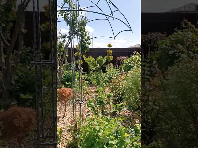 Моменты прекрасны, они возле нас #природа #garden #садоводничество #flowers #цветыдлядома #пейзажи