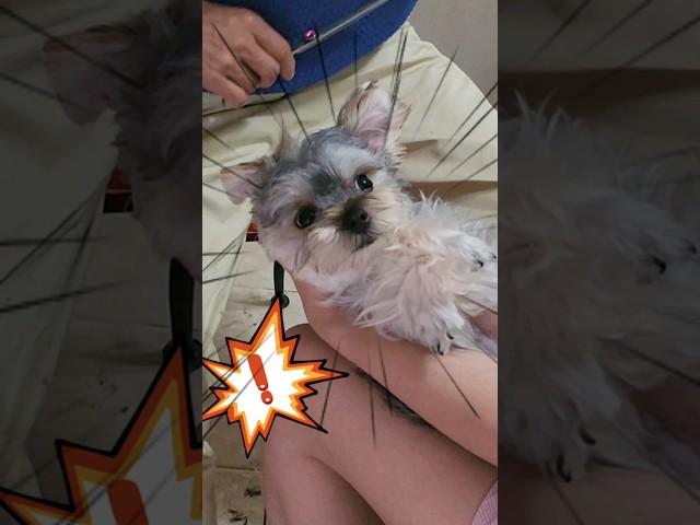 얌전히(?) 셀프미용 당하는 강아지 #강아지영상 #아기강아지 #강아지 #강아지일상 #몰키 #요크셔테리어 #강아지장난감 #말티즈 #강아지목욕