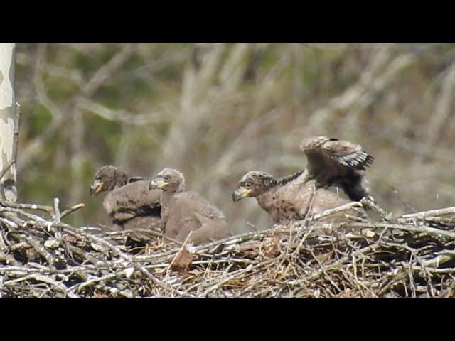 4x16x22 Eagles Nest with 3 babies! pt.2 Summers County, W.V. Filmed By Michael Gill