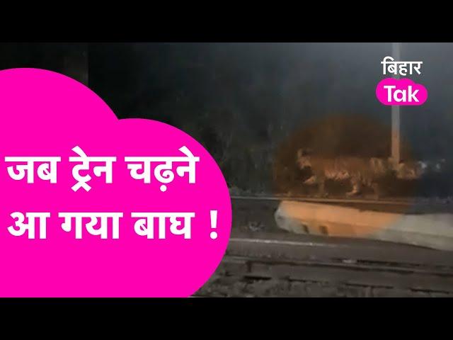 Train पकड़ने जब आ गया Tiger, देखिए Viral Video का सच  | Bihar Tak