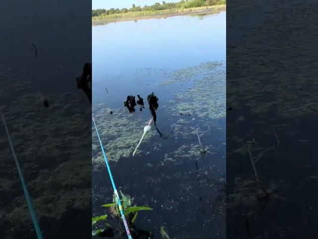 Клюёт на все удочки карась
