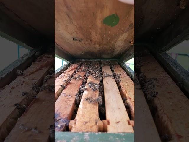 2025.05.27 This is getting ridiculous, swarm number what ever. Located 10-15 feet from my shop door.