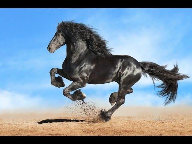 TOP 10 Most Popular Horse Breeds In The World