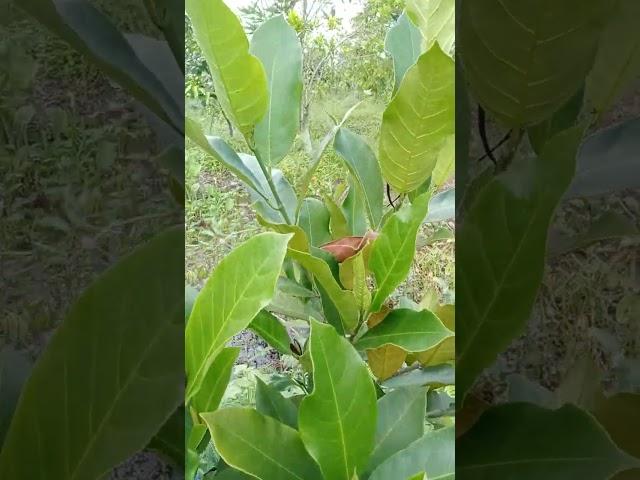 mít tố nữ sầu riêng