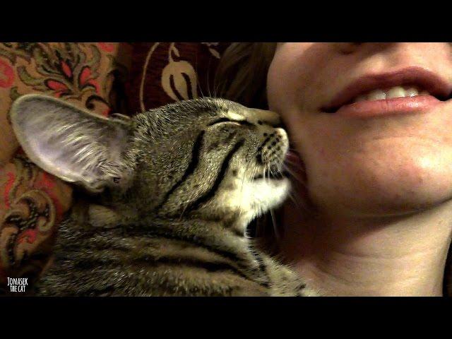 Kitten kisses / licks his human