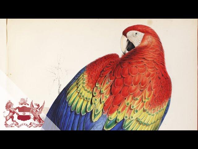 Edward Lear and his Magnificent Parrots | Will Beharrell