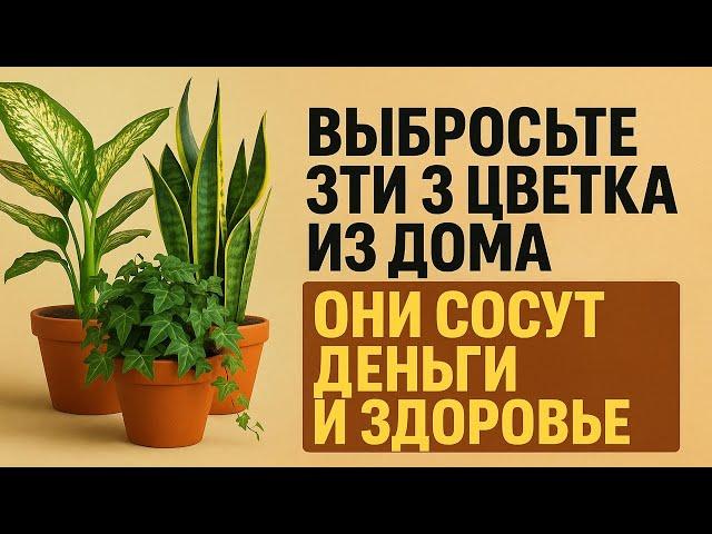 Выбросьте эти 3 цветка из дома, они тянут деньги, здоровье и удачу! Приметы, обряды