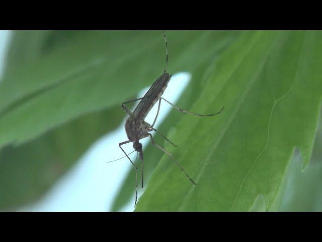 Biotechnology Attacks Mosquitos