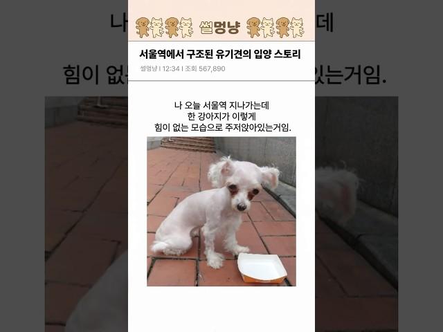 서울역에서 구조된 유기견의 입양 스토리
