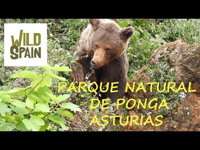 Wild Spain - Capítulo 45 - Parque Natural de Ponga, Asturias.