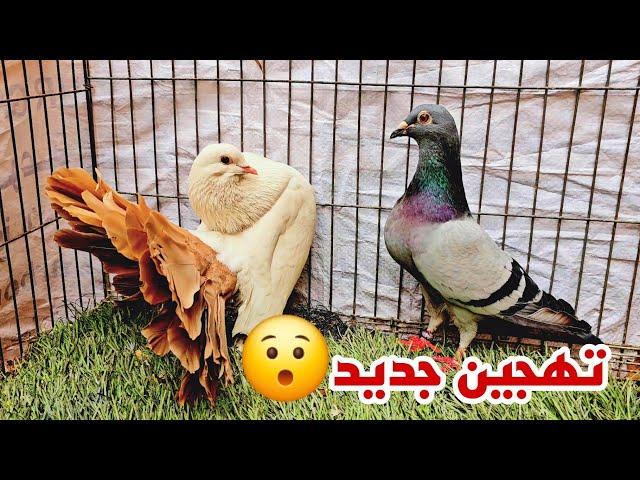 شوف زغاليل تهجين الحمام الهزاز مع الجمعيه لما كبرو بقي شكلهم ايه 