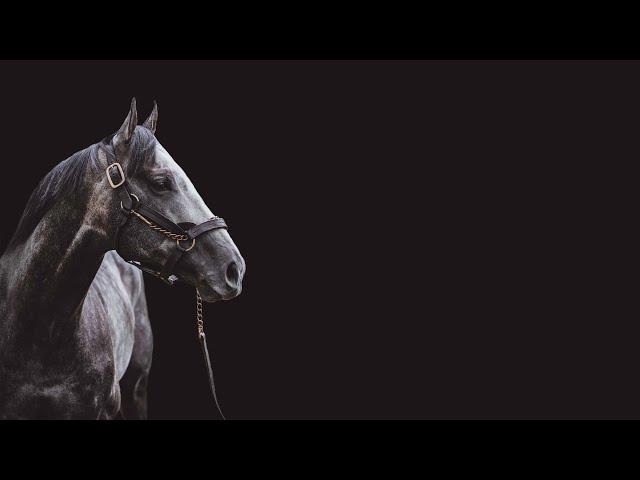 Arrogate Tribute