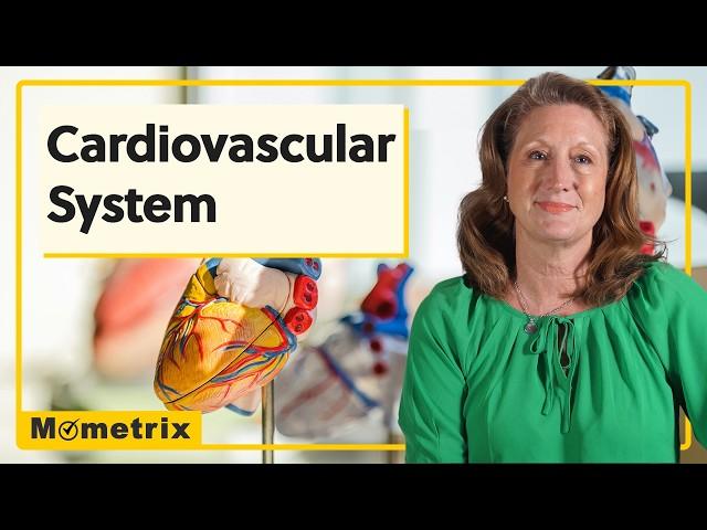 Cardiovascular System