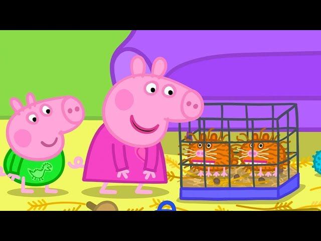 The Pet Shop | Peppa Pig Asia  Peppa Pig Full Episodes