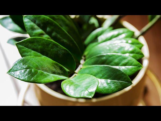 Zamioculcas propagation